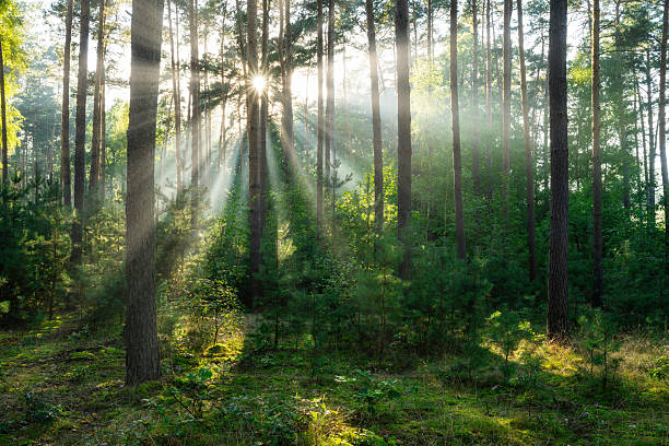 istock Beautiful sunny morning in green forest 2211296165