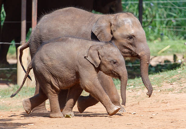 istock Two elephants walking together in a field 2211296490
