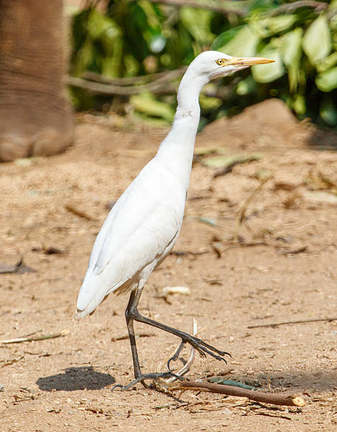 istock A white bird with a yellow beak stands on a dirt ground 2211296552