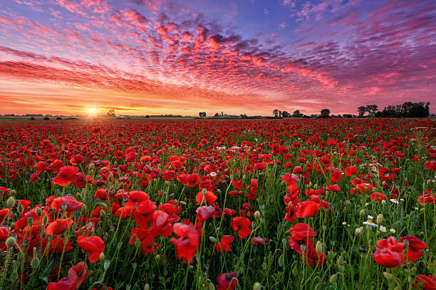 istock Beautiful summer sunset over poppy field 2211296698