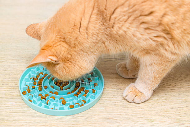 istock cat eating from slow feed bowl, close-up. 2211296752