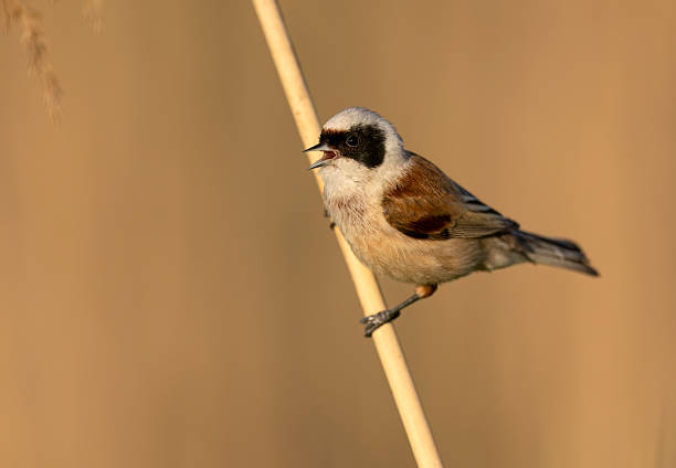 istock Penduline tit ( Remiz pendulinus ) - male 2211297299