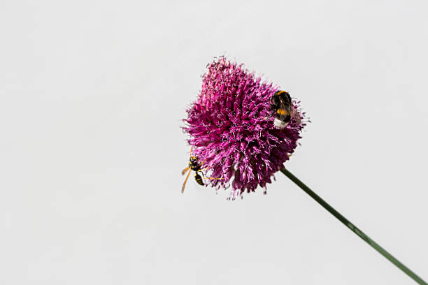 Close up Allium sphaerocephalon, Amaryllidaceae. Wild plant shot in summer.
