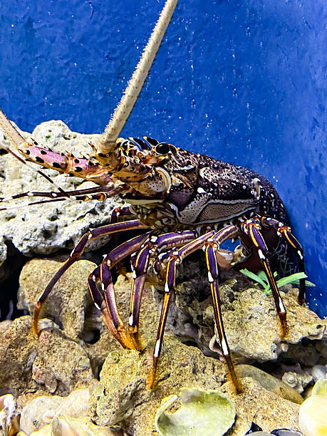 istock Caribbean spiny lobster (Panulirus argus) Jardines 2211298236