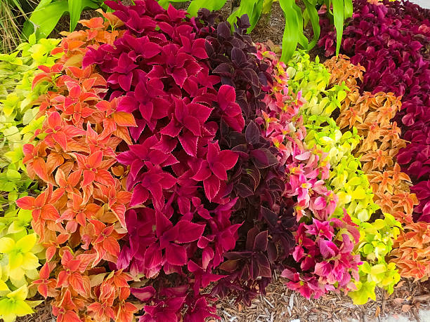 istock Close up of Coleus leaves 2211300359