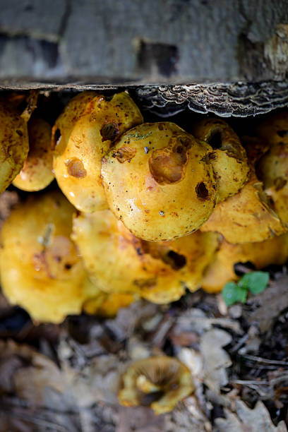 istock Pholiota aurivella mushroom growing on log. 2211301286