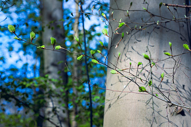 Springtime new fresh buds and birch tree leaves blossoming in the forest.