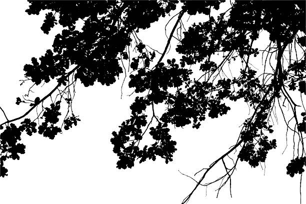 istock Vector illustration of autumn oak branch on white background 2211301730