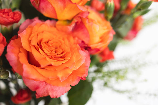 A close up of orange roses with pink tips. Fluffy green foliage in the background. Stock photo with copy space.