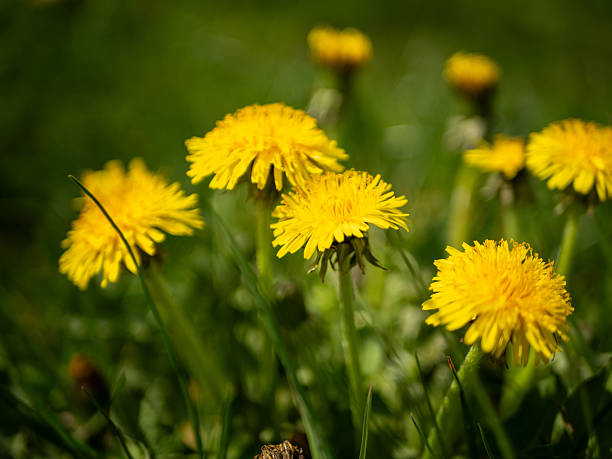 istock Macro shot of dandylions 2211304633