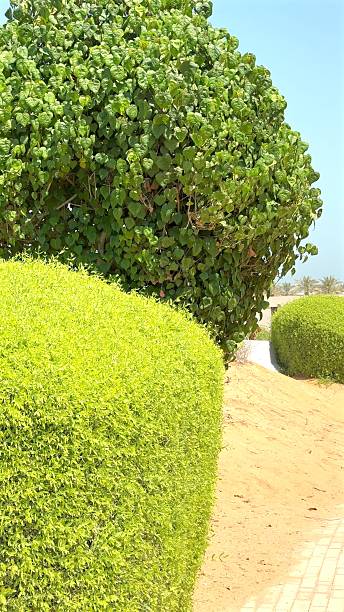 istock Modern landscape design features vibrant, dense foliage alongside pathways, enhancing walkability and providing natural shade, while blending greenery into structured environments. 2211305390