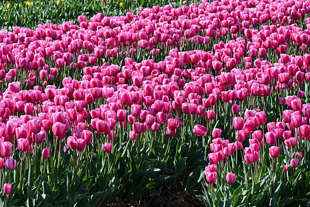 istock Red tulips in a field on the Lower Rhine. 2211305499