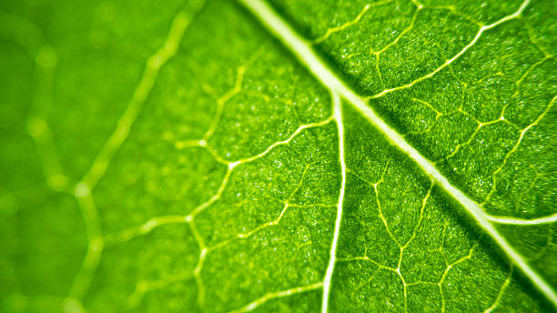 istock Cell Structure View of Leaf Surface Showing Plant Cells For Education. Leaf in Macro Shot Background. Bright Green Leaves of Plant or Tree With Texture and Pattern Close Up 2211305680