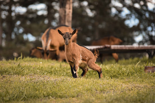 Goat and kids in nature on a pasture