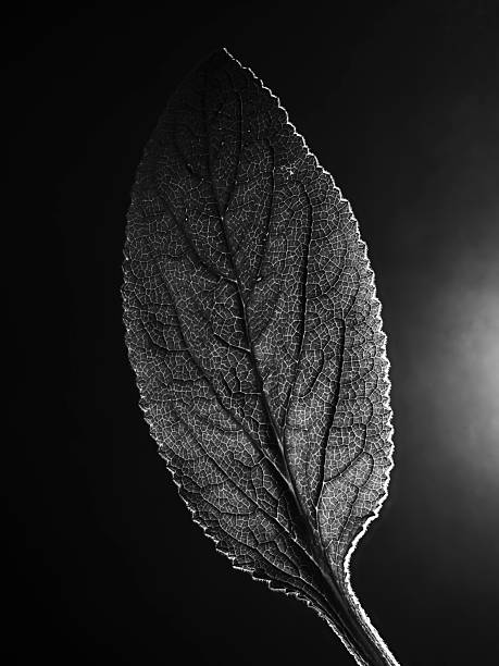 Backlit monochrome wild plant leaf. Focus stacking photography technique with multiple images.