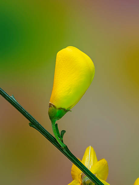 Cytisus striatus, the common broom flower. Focus stacking photography technique with multiple images.