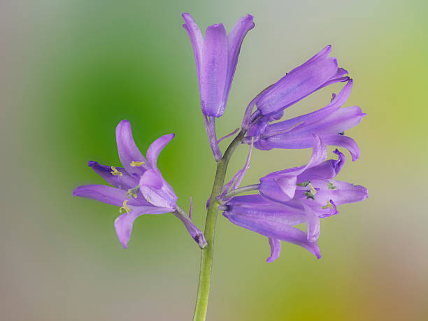 istock Wood hyacinth, Hyacinthoides non-scripta. Focus stacking photography technique with multiple images. 2211307131