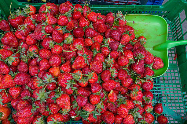 Strawberries are a healthy berry (fruit) with a large amount of vitamins and minerals