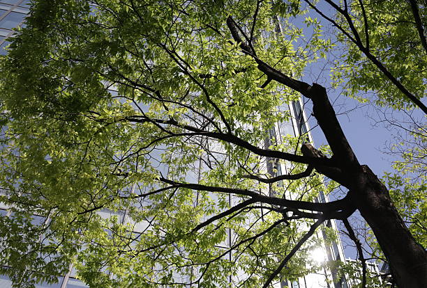 istock Low Angle View of a Tree in Downtown Osaka, Japan 2211307747