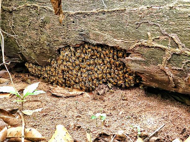 istock Bees migrating to start the creation of a new comedy, this is called Araripe 2211309077