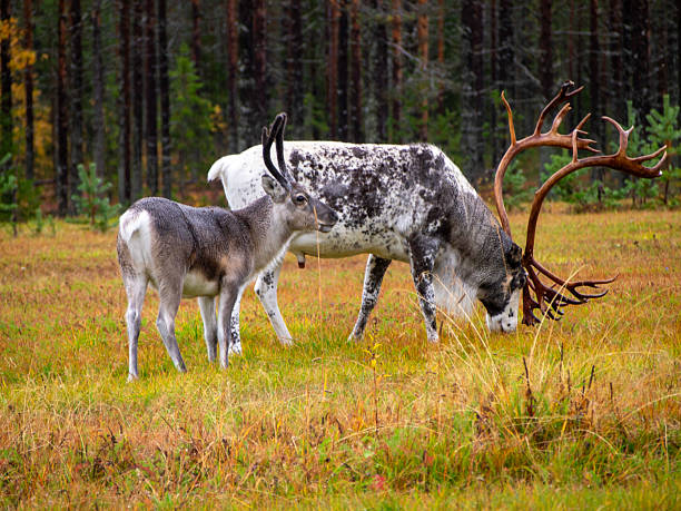 Herd of reindeer walk along road, Stora Sjöfallet National Park