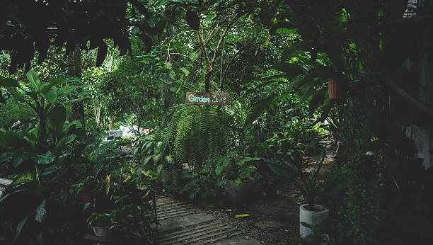 istock Rustic Tropical Garden with Monstera Foliage: Sunlight Filtering Through Greenery and Leaves by a Vintage Window, Creating a Peaceful Natural Environment, Perfect for Outdoor Living 2211309482