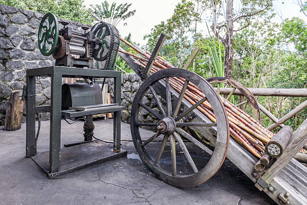 Farming and harvesting sugar cane in Louisiana, USA.