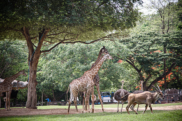 istock A giraffe is walking through a forest with other giraffes 2211309897