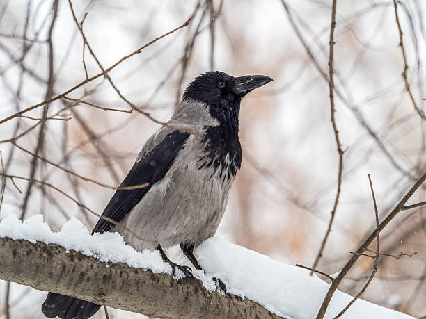 A hooded crow sitting on a tree. The hooded crow, Corvus cornix, also called hoodie