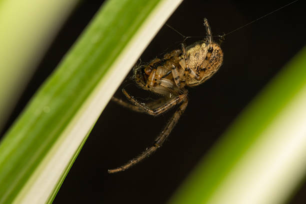 istock Zygiella x-notata Spider on Orb Web with Missing Sector 2211311050