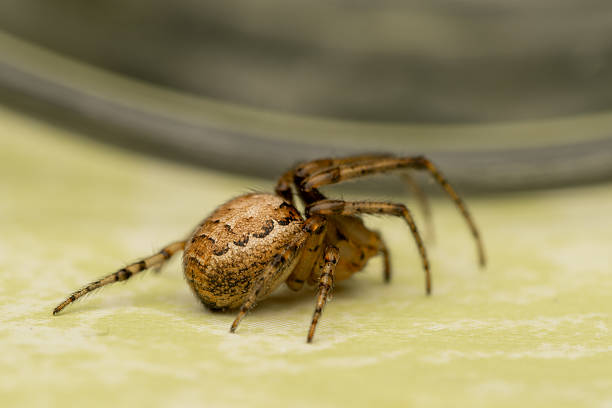 istock Zygiella x-notata Spider on Orb Web with Missing Sector 2211311054