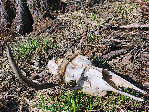 istock The skull of a wild moose, mauled by wolves 2211311181
