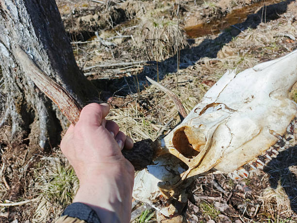 istock The skull of a wild moose, mauled by wolves 2211311202