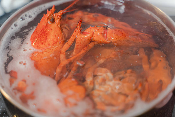 Seafood. Lobster is boiled in a saucepan.