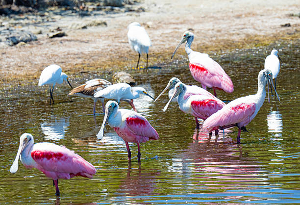 istock Roseate spoonbills, snowy egrets and white ibis 2211311399
