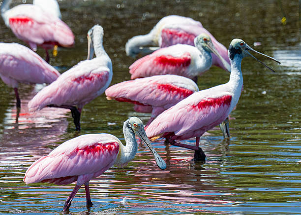istock Roseate spoonbills in Merritt Island 2211311488