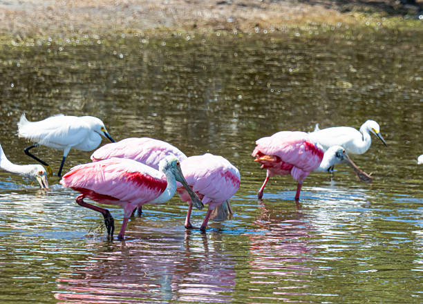 istock Roseate spoonbills and snowy egrets 2211311533