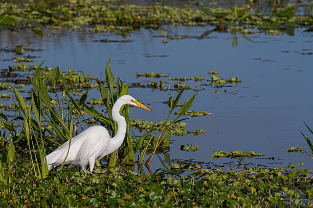 istock Beautiful great egret in Florida marsh scenery 2211311932