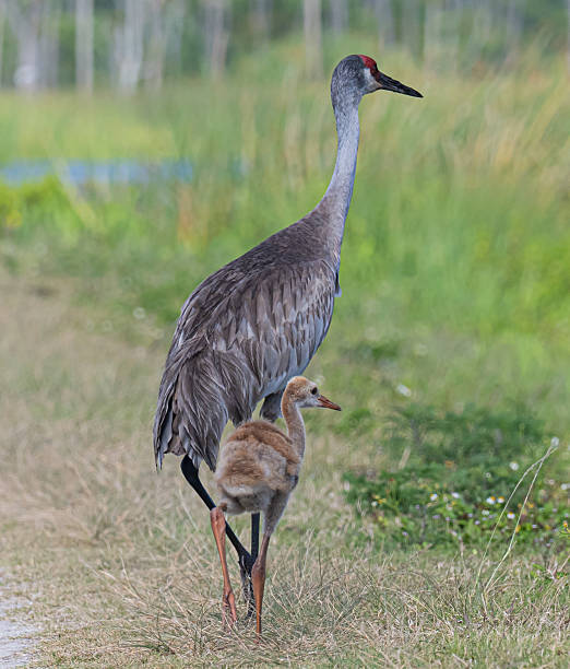 istock Sandhill crane and baby colt 2211312078