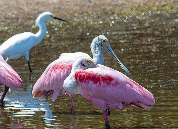 istock Roseate spoonbills and snowy egret 2211312184