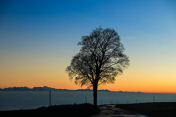 This evocative photograph captures a lone, leafless tree silhouetted against a serene sunset sky. The gradient transitions smoothly from a deep blue at the top to a warm orange and gold near the horizon, creating a peaceful and contemplative mood. A winding path leads toward the tree, suggesting a quiet journey. In the distance, a hazy layer of fog rests over the landscape, with mountain peaks faintly visible, adding depth and majesty to the scene.