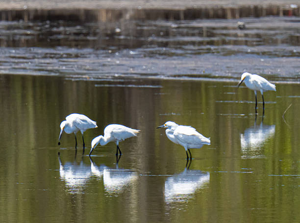 istock Snowy egrets feeding in Merritt Island 2211312576