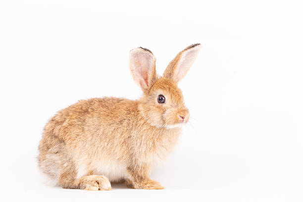 istock Adorable Pet Rabbit, Cute Fluffy, White Mammal with Large Ears on Background, Showcasing Its Small, Furry, Domestic Nature, Perfect for Easter Celebrations and Farm Enthusiasts 2211312869