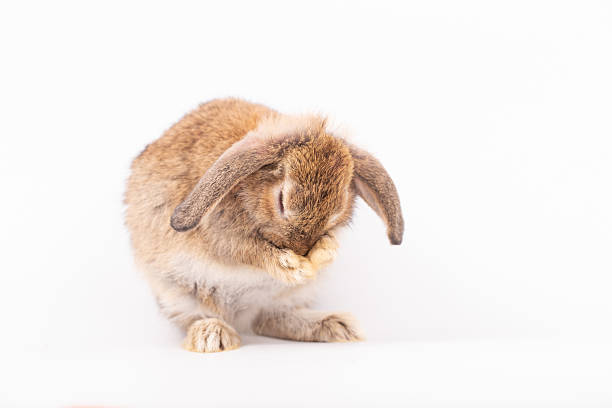 Adorable Pet Rabbit, Cute Fluffy, White Mammal with Large Ears on Background, Showcasing Its Small, Furry, Domestic Nature, Perfect for Easter Celebrations and Farm Enthusiasts