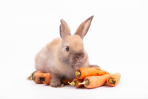 istock Adorable Pet Rabbit, Cute Fluffy, White Mammal with Large Ears on Background, Showcasing Its Small, Furry, Domestic Nature, Perfect for Easter Celebrations and Farm Enthusiasts 2211312912