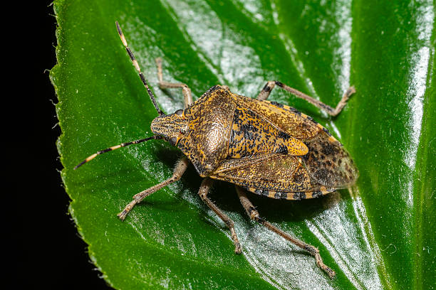 istock Rhaphigaster nebulosa Indoors – Hazel Bug Seeking Warmth in Winter 2211312953