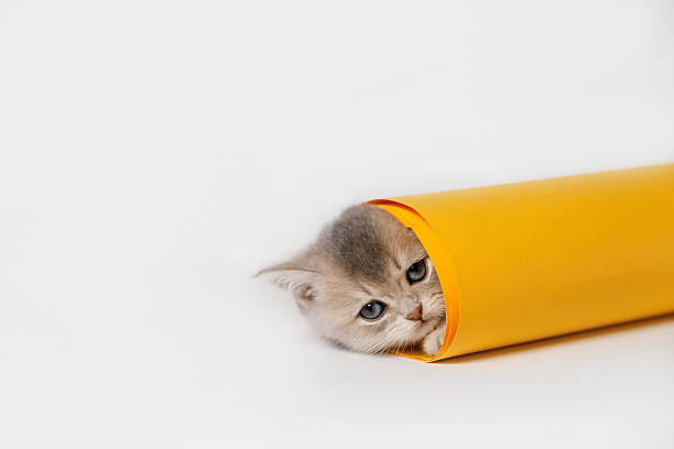 A light-colored Scottish Fold kitten peeks out from a yellow rolled-up piece of paper on a white background, creating a playful and curious scene.