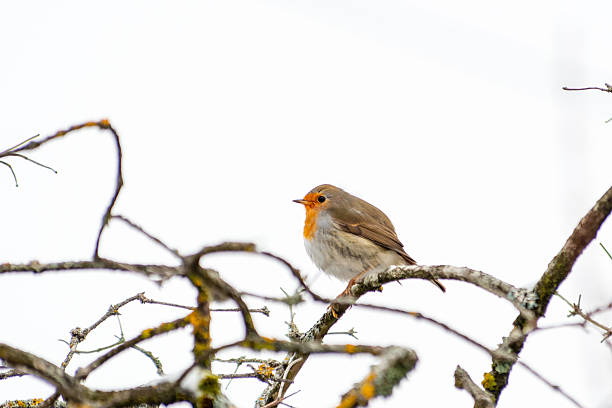 Robin perched on a tree branch.