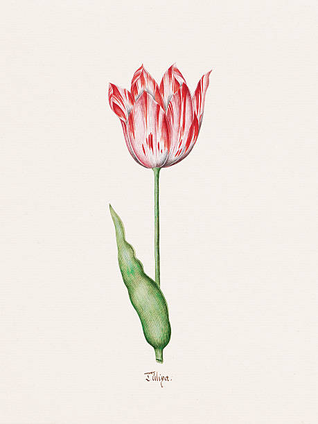 Antique watercolor flower illustration from a 1692 German botanical book. Detailed depictions of temperate zone flora.