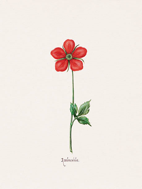 istock Antique flower illustration from a 1692 German botanical book. 2211314470